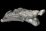 Sauropod Vertebra Section - Morrison Formation #120310-1